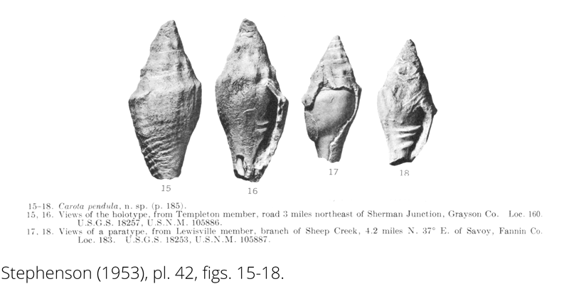 <i> Carota pendula </i> from the Cenomanian Woodbine Fm. of Texas (Stephenson 1953).