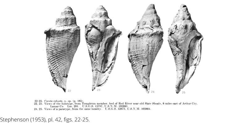 <i> Carota robusta </i> from the Cenomanian Woodbine Fm. of Texas (Stephenson 1953).