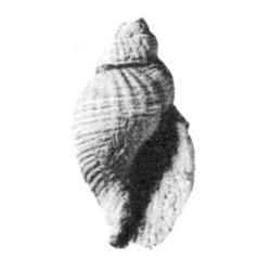 Caveola bellsana