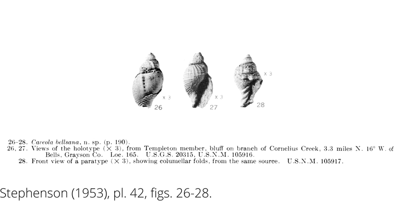 <i> Caveola bellsana </i> from the Cenomanain Woodbine Fm. of Texas (Stephenson 1953).