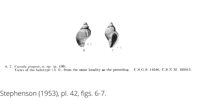 <i> Caveola pinguis </i> from the Cenomanian Woodbine Fm. of Texas (Stephenson 1953).