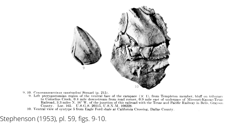 <i> Cenomanocarcinus vanstraeleni </i> from the Cenomanian Woodbine Fm. of Texas (Stephenson 1953).