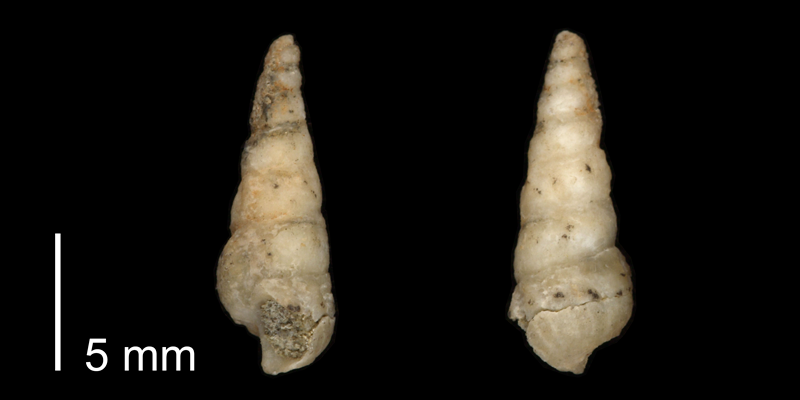 <i> Cerithium interlineatum </i> from the Late Cretaceous Cross Timbers Fm. of Denton County, Texas (UT 37364a).