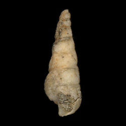 Cerithium