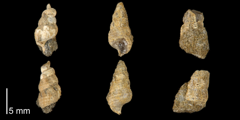 <i> Cerithium interlineatum </i> from the Late Cretaceous Cross Timbers Fm. of Denton County, Texas (UT 37364b).