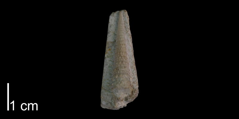 <i> Cerithium stantoni </i> from the Late Cretaceous Buda Limestone Fm. of Travis County, Texas (UT 40564).