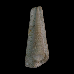 Cerithium stantoni