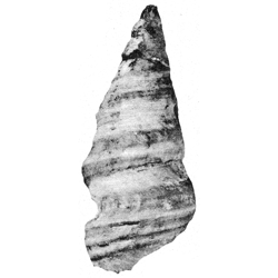 Craginia turriformis