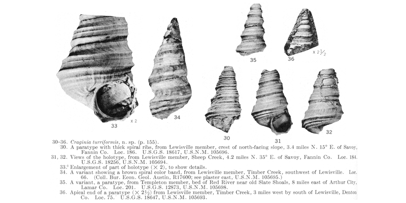 <i> Craginia turriformis </i> from the Cenomanian Woodbine Fm. of Texas (Stephenson 1953).