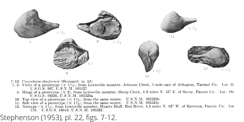 <i> Cuspidaria alaeformis </i> from the Cenomanian Woodbine Fm. of Texas (Stephenson 1953).