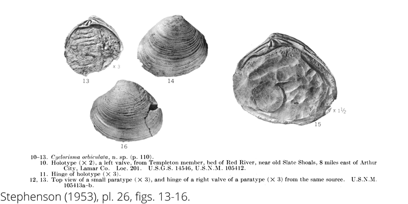 <i> Cyclorisma orbiculata </i> from the Cenomanian Woodbine Fm. of Texas (Stephenson 1953).