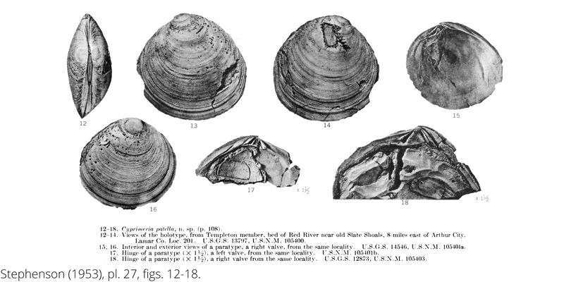 <i> Cyprimeria patella </i> from the Cenomanian Woodbine Fm. of Texas (Stephenson 1953).