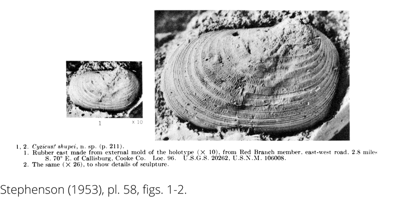 Rubber cast of <i> Cyzicus shupei </i> from the Cenomanian Woodbine Fm. of Texas (Stephenson 1953).