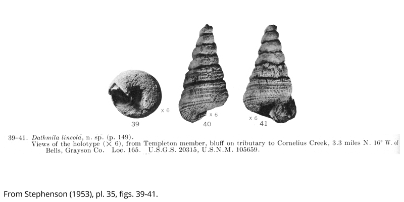 <i> Dathmila lineola </i> from the Cenomanian Woodbine Fm. of Texas (Stephenson, 1953).