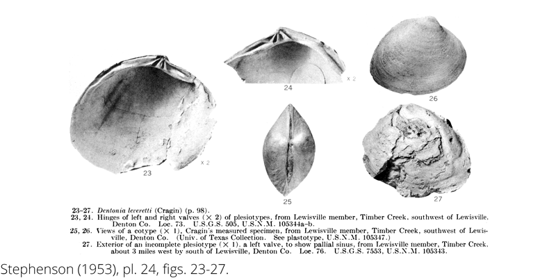 <i> Dentonia leveretti </i> from the Cenomanian Woodbine Fm. of Texas (Stephenson 1953).