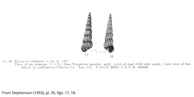 <i> Epitonium stellanum </i> from the Cenomanian Woodbine Fm. of Texas (Stephenson 1953).