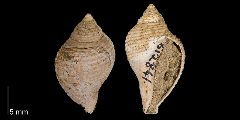 <i> Fasciolaria buccinoides </i> from the Maastrichtian Fox Hills Fm. of Corson County, South Dakota (YPM 612841).