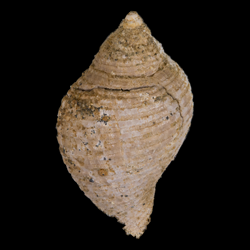 Fasciolaria buccinoides