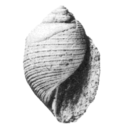 Fictoacteon alveolanus