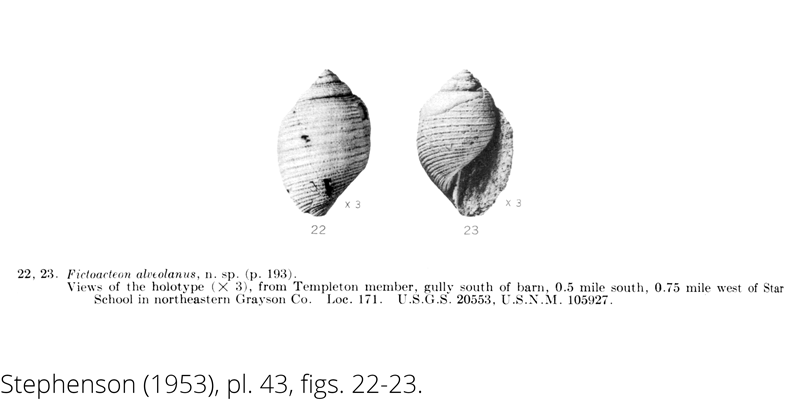 <i> Fictoacteon alveolanus </i> from the Cenomanian Woodbine Fm. of Texas (Stephenson 1953).