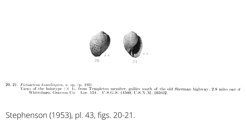 <i> Fictoacteon humilispira </i> from the Cenomanian Woodbine Fm. of Texas (Stephenson 1953).