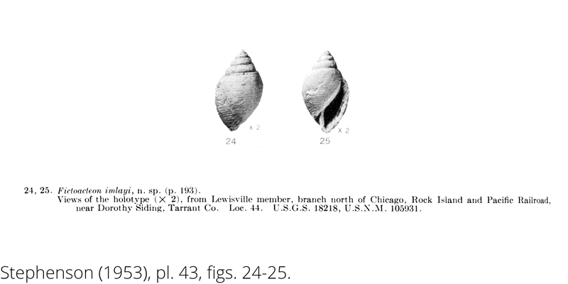 <i> Fictoacteon imlayi </i> from the Cenomanian Woodbine Fm. of Texas (Stephenson 1953).