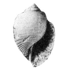 Fictoacteon paucistriae