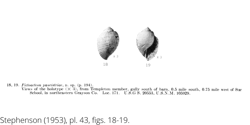 <i> Fictoacteon paucistriae </i> from the Cenomanian Woodbine Fm. of Texas (Stephenson 1953).