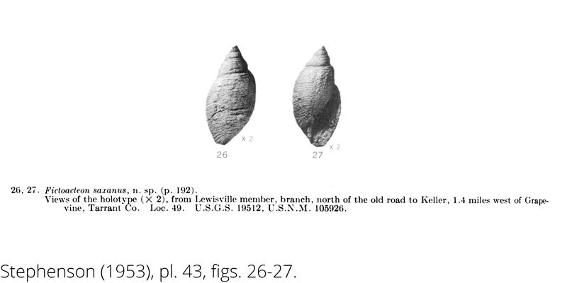 <i> Fictoacteon saxanus </i> from the Cenomanian Woodbine Fm. of Texas (Stephenson 1953).