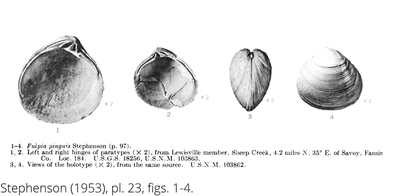 <i> Fulpia pinguis </i> from the Cenomanian Woodbine Fm. of Texas (Stephenson 1953).