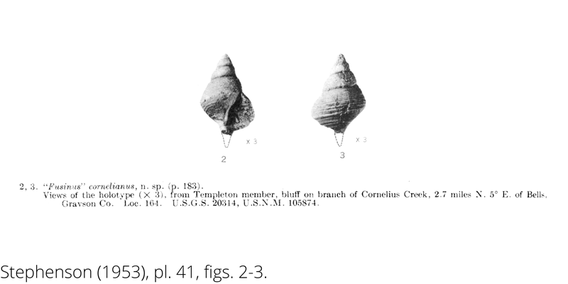 <i> Fusinus cornelianus </i> from the Cenomanian Woodbine Fm. of Texas (Stephenson 1953).
