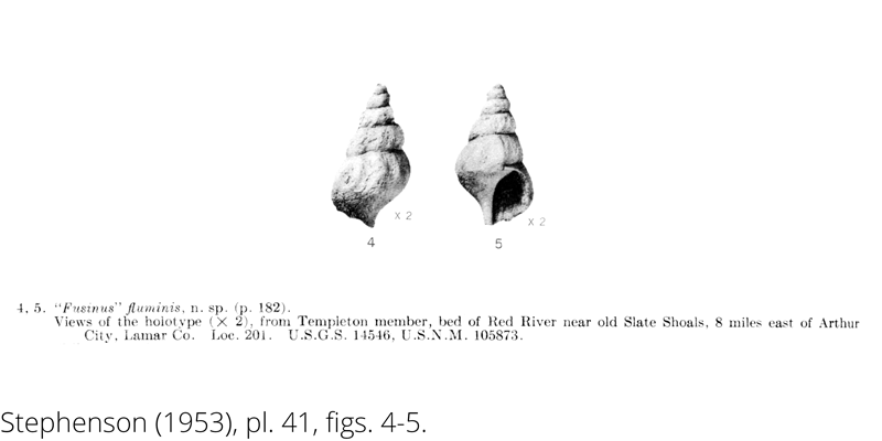 <i> Fusinus fluminis </i> from the Cenomanian Woodbine Fm. of Texas (Stephenson 1953).