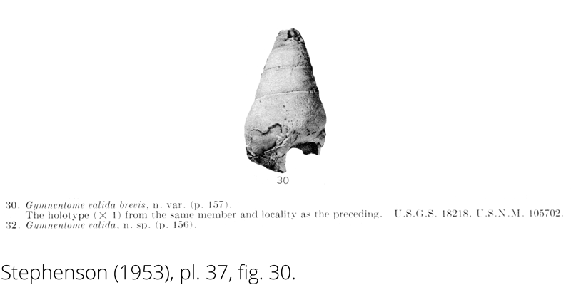 <i> Gymnentome valida brevis </i> from the Cenomanian Woodbine Fm. of Texas (Stephenson 1953).