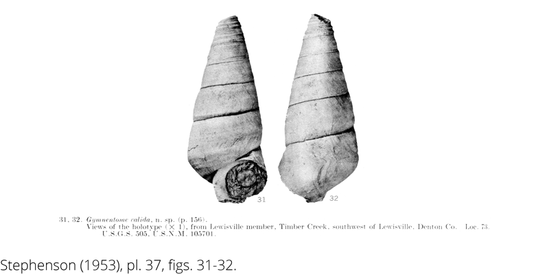 <i> Gymnentome valida </i> from the Cenomanian Woodbine Fm. of Texas (Stephenson 1953).