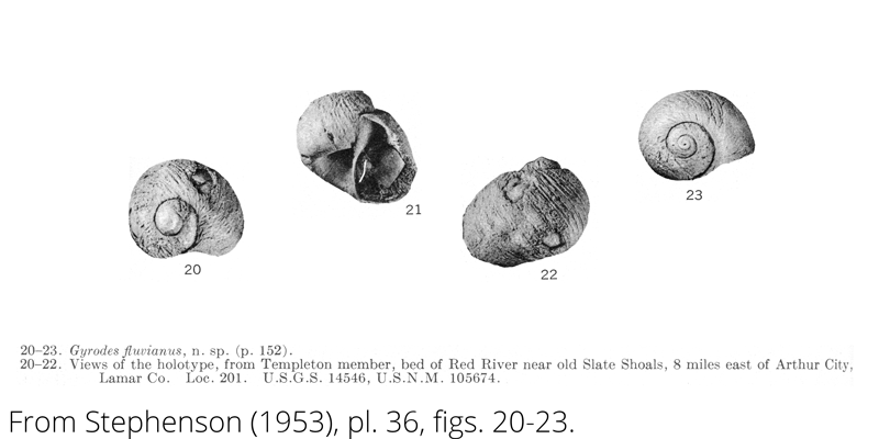 <i> Gyrodes fluvianus </i> from the Cenomanian Woodbine Fm. of Texas (Stephenson 1953).