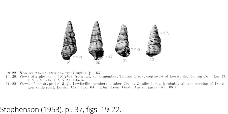 <i> Hemicerithium interlineatum </i> from the Cenomanian Woodbine Fm. of Texas (Stephenson 1953).