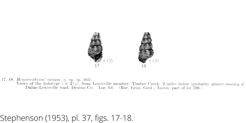 <i> Hemicerithium insigne </i> from the Cenomanian Woodbine Fm. of Texas (Stephenson 1953).