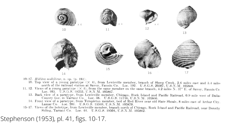 <i> Hillites multilirae </i> from the Cenomanian Woodbine Fm. of Texas (Stephenson 1953).