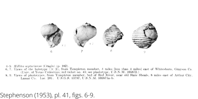 <i> Hillites septarianus </i> from the Cenomanian Woodbine Fm. of Texas (Stephenson 1953).