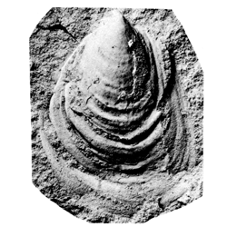 Inoceramus eulessanus