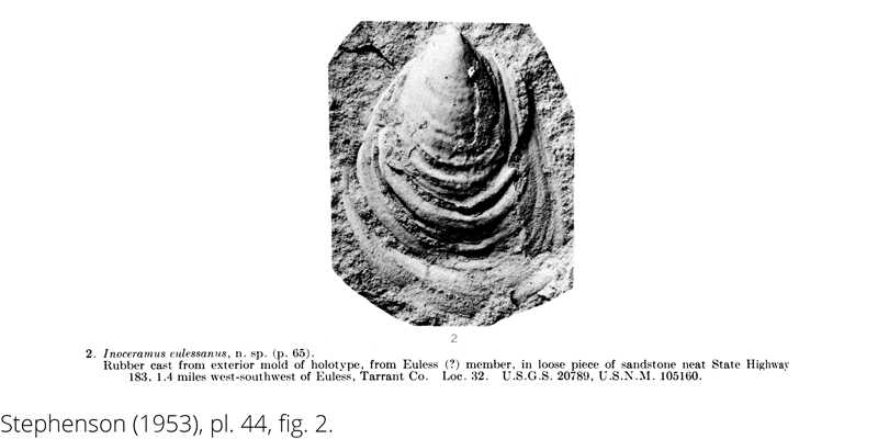 <i> Inoceramus eulessanus </i> from the Cenomanian Woodbine Fm. of Texas (Stephenson 1953).