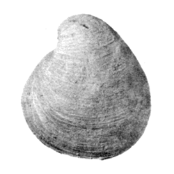 Isocardia slatana parva