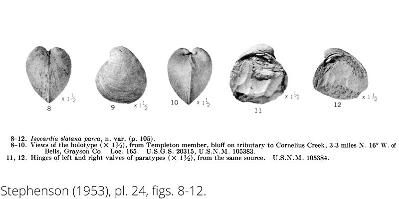 <i> Isocardia slatana parva </i> from the Cenomanian Woodbine Fm. of Texas (Stephenson 1953).