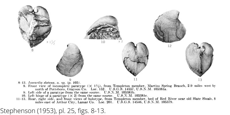 <i> Isocardia slatana </i> from the Cenomanian Woodbine Fm. of Texas (Stephenson 1953).