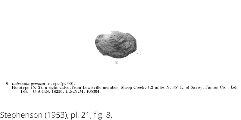 <i> Laternula gemmea </i> from the Cenomanian Woodbine Fm. of Texas (Stephenson 1953).