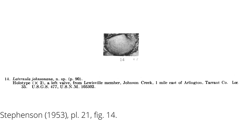 <i> Laternula johnsonana </i> from the Cenomanian Woodbine Fm. of Texas (Stephenson 1953).