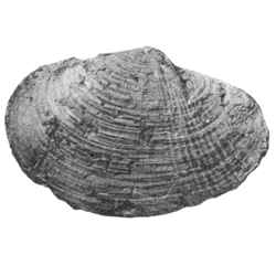 Laternula scutulum