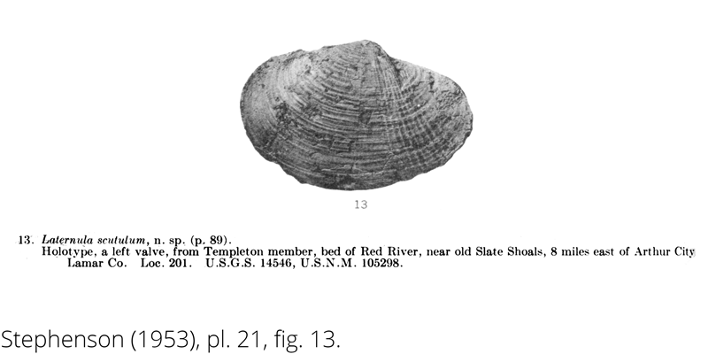 <i> Laternula scutulum </i> from the Cenomanian Woodbine Fm. of Texas (Stephenson 1953).