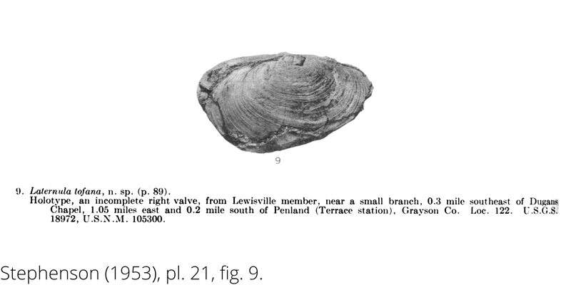 <i> Laternula tofana </i> from the Cenomanian Woodbine Fm. of Texas (Stephenson 1953).