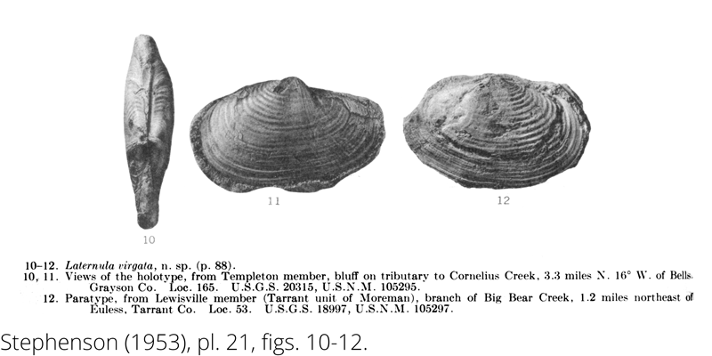 <i> Laternula virgata </i> from the Cenomanian Woodbine Fm. of Texas (Stephenson 1953).